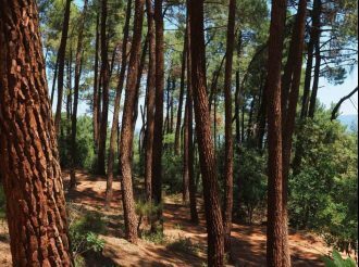 Pinhal